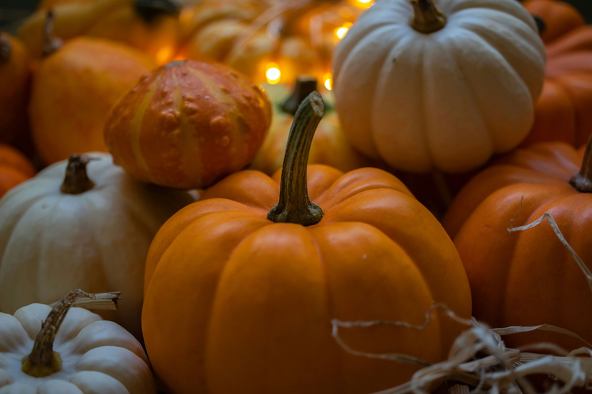 Kürbis-Dekoration, orangefarbene und cremefarbene Kürbisse bei Gewerbeverein Bad Wimpfen Veranstaltung